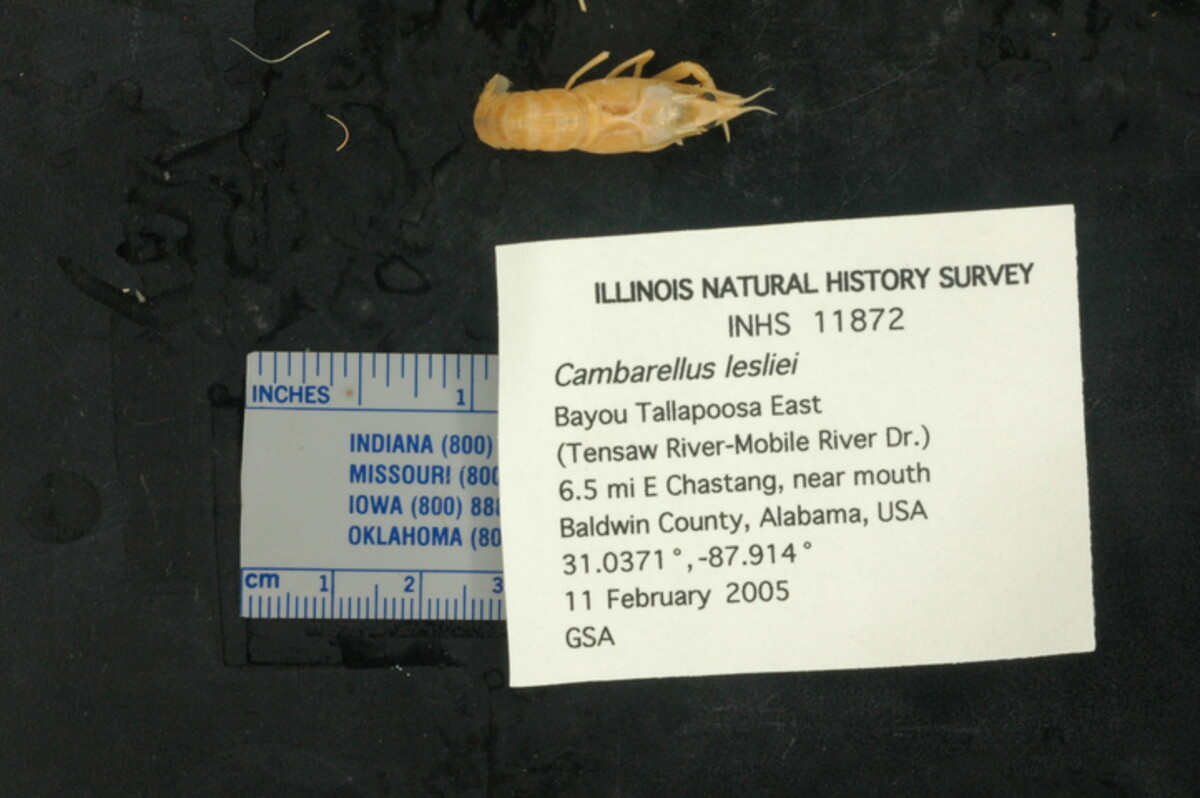 Cambarellus lesliei image